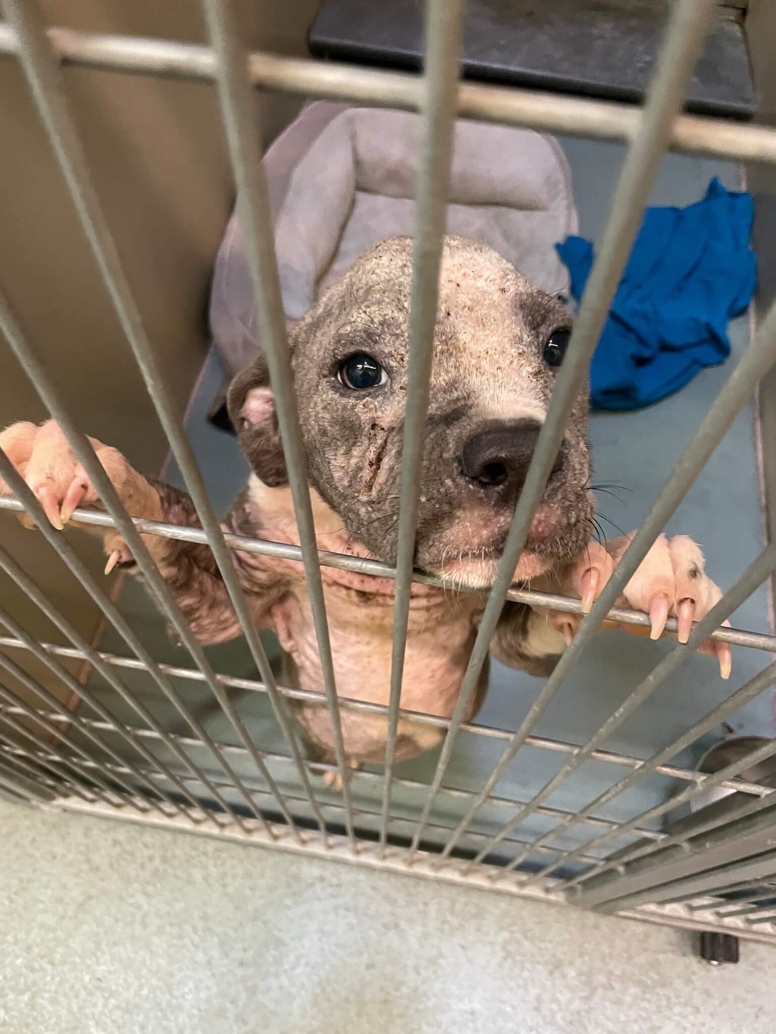 Humane officer rescues ailing scared puppy hiding behind air conditioning compressor