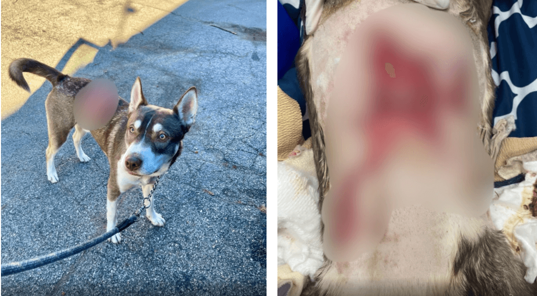 Rescuer takes in dog suffering from horrible burns believed to be caused by a meth lab