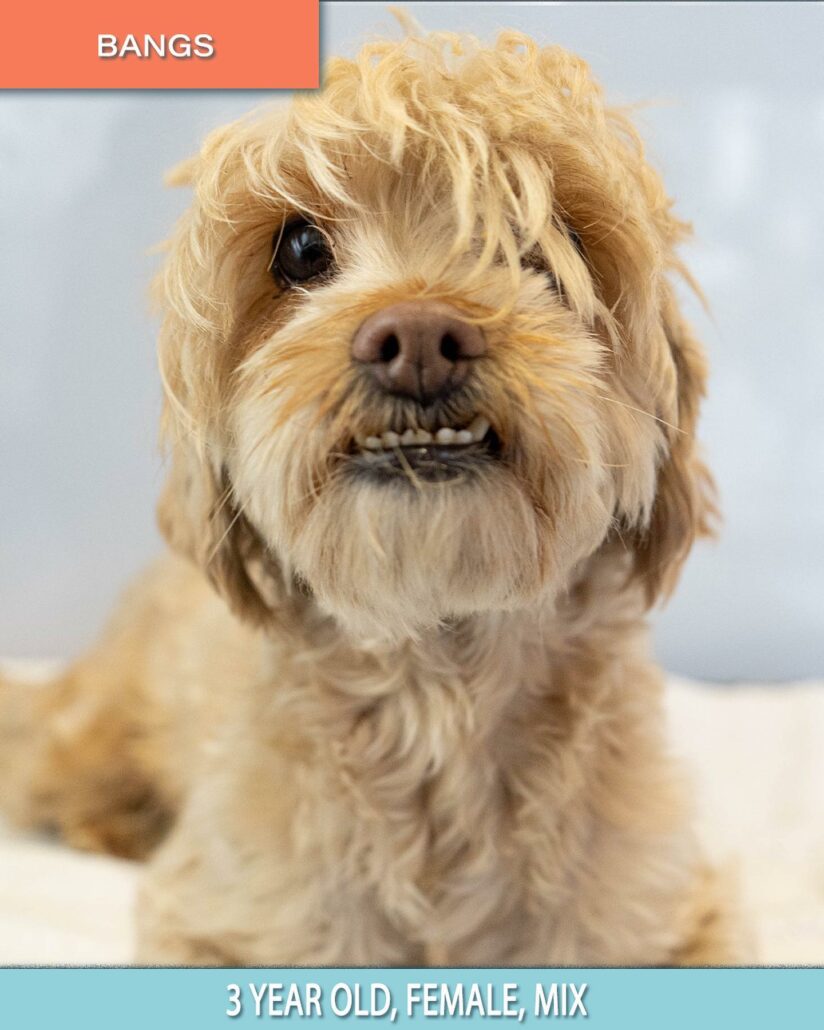 wagmor-pet-rescue-824x1030-1