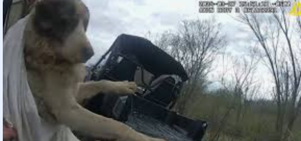 Dog endured 3 days on railroad tracks before heroic rescue