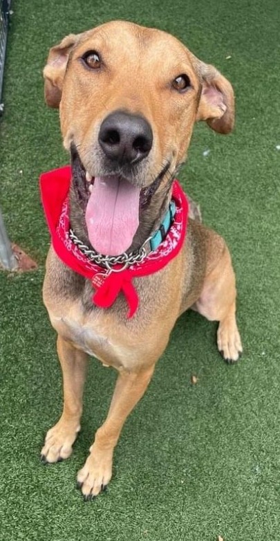 Dog who spent 477 days in shelter starred in a special event and found his home