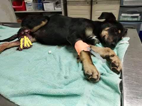 Urgent situation: Puppy rescued from Texas shelter barely alive