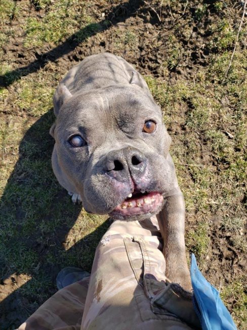 No one wants to adopt Wally because he’s ‘ugly’