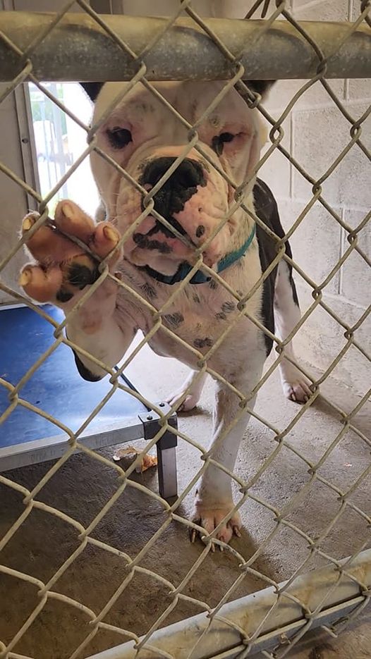 Wally’s last wish is to be rescued and have a family with a warm bed