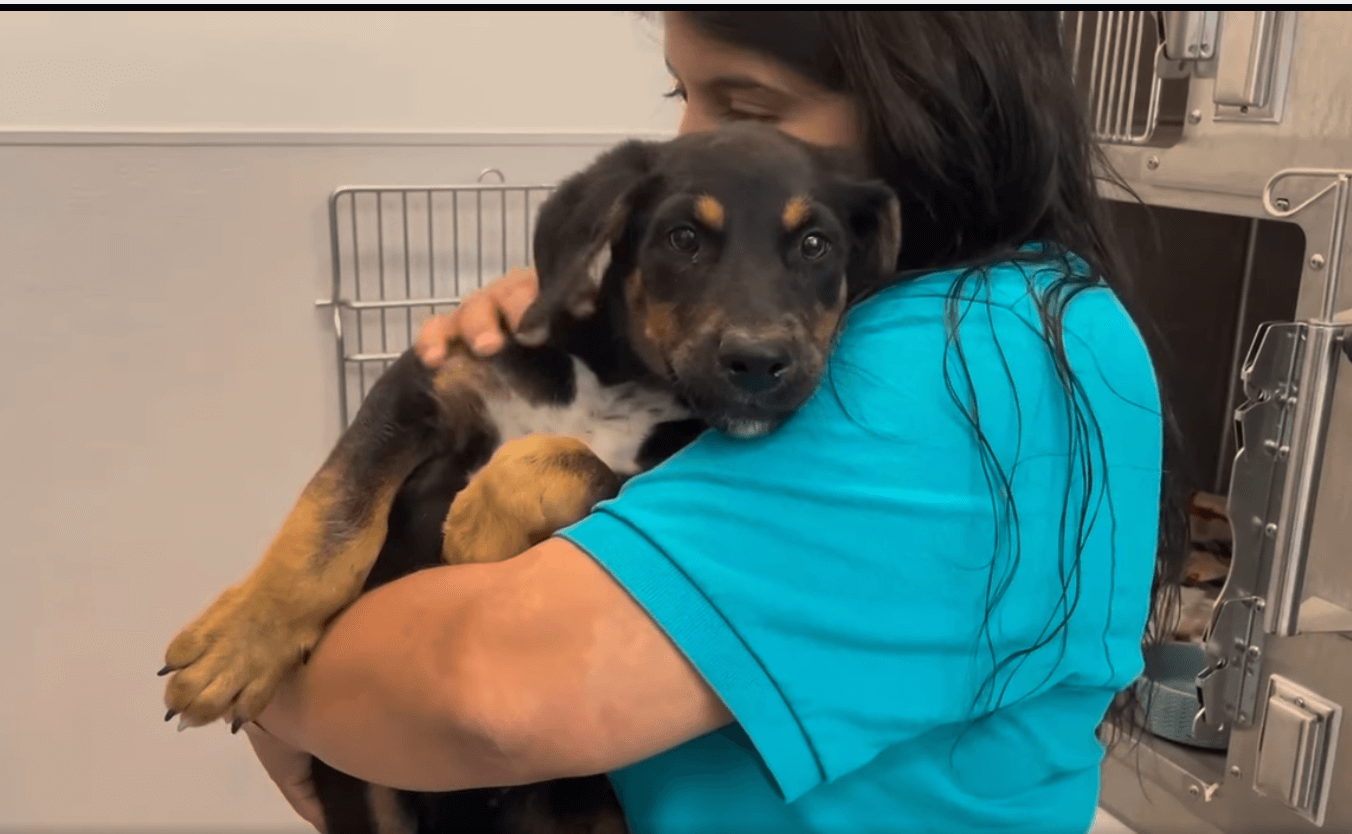 Traumatized puppy who watched his sibling hit by car needs rescue now