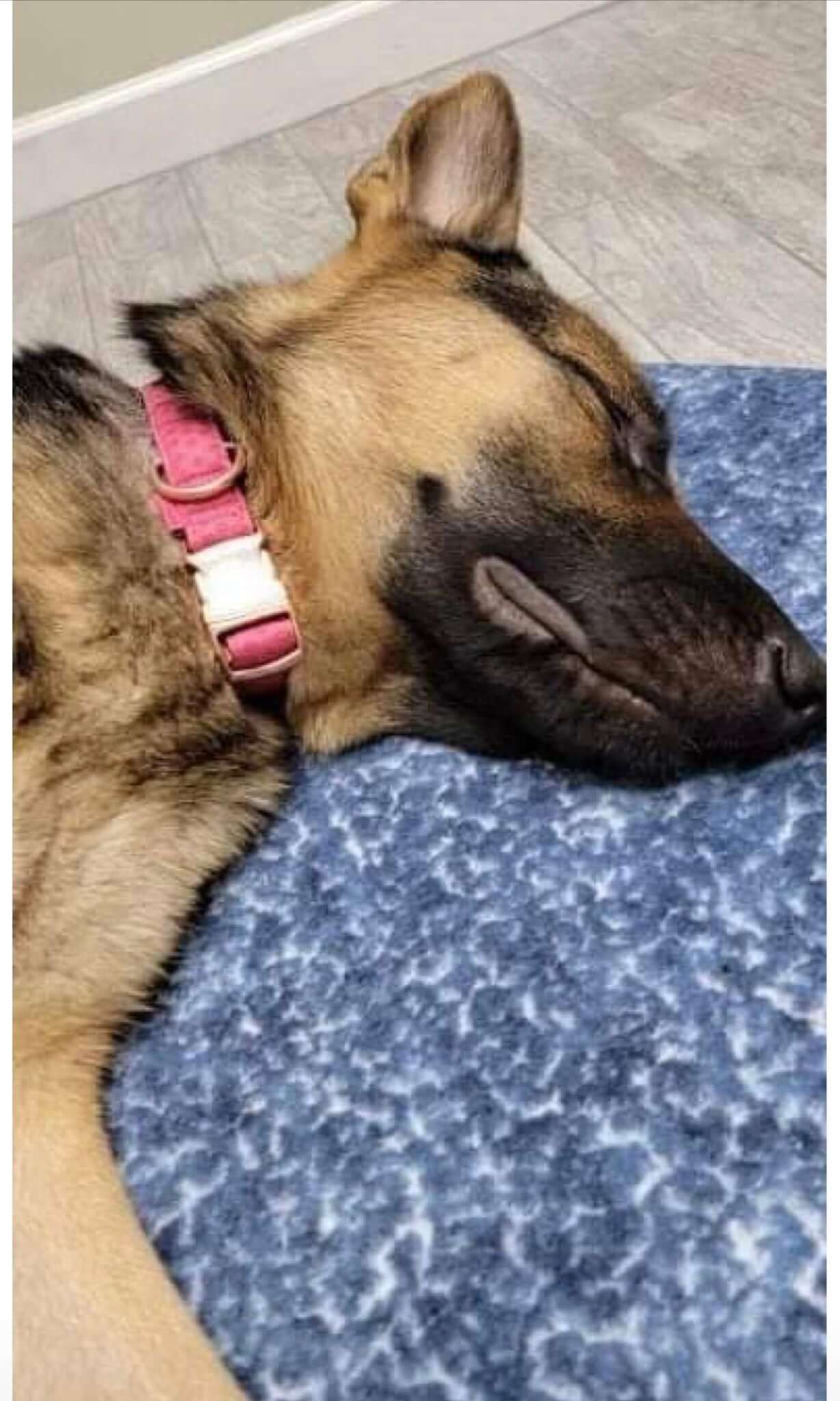 Pregnant shepherd roamed Walmart parking lot for weeks and when her owner was called after dog hit by car ordered her to be euth’ed