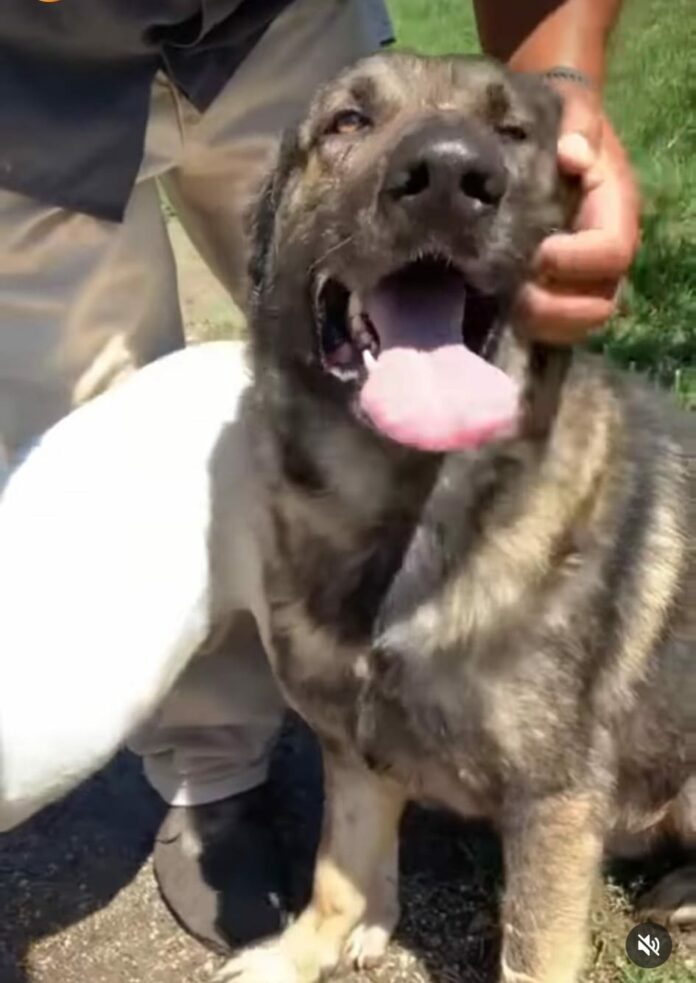 Look of bewilderment on shepherd’s face knowing he will ‘die for space’