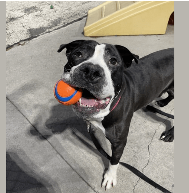 Goofball pup who loves to play has no time left and sits on death row at NYC shelter