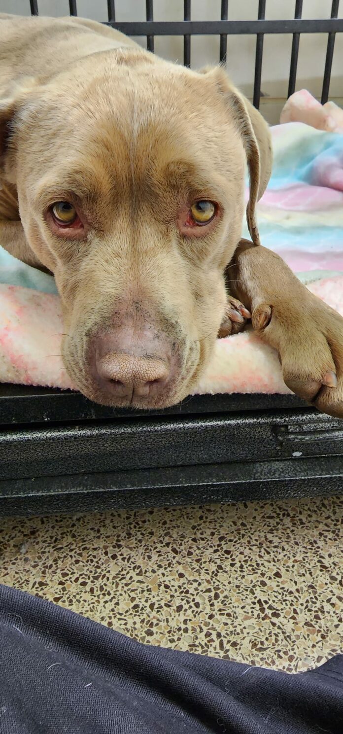 Stray pup on loose for weeks finally captured before huge storm hit