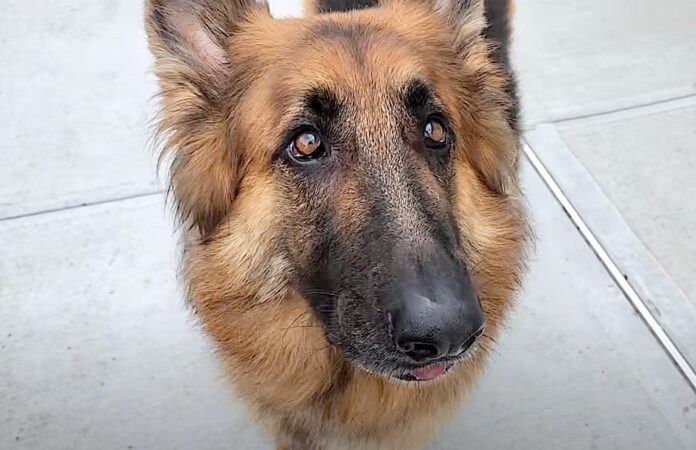 Time running out for Wang Wang at New York City shelter