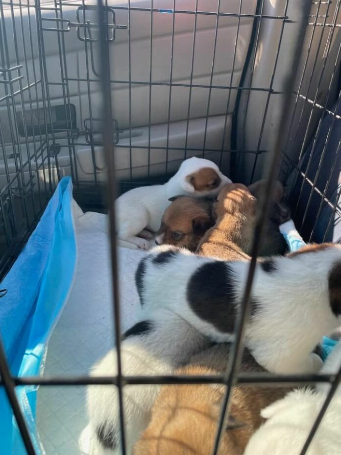 12 puppies trapped under burned home in Oregon reunited with their mom