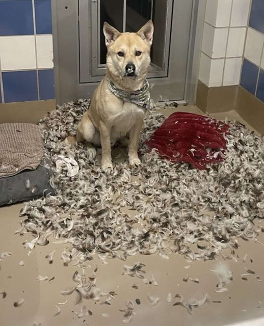 ‘It wasn’t me’ Adorable pup denies involvement in pillow’s feather puddle
