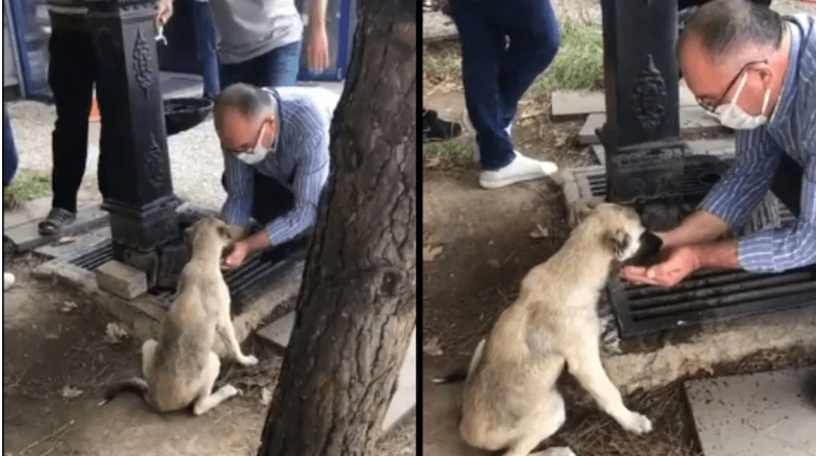 Heartwarming video shows man cupping water in his palms to help thirsty street dog