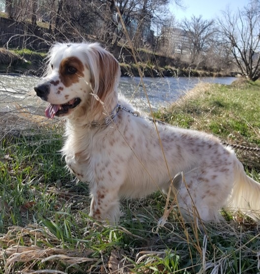 Denver family fighting to save dog from being euthanized after he bit small child who jumped on dog while asleep