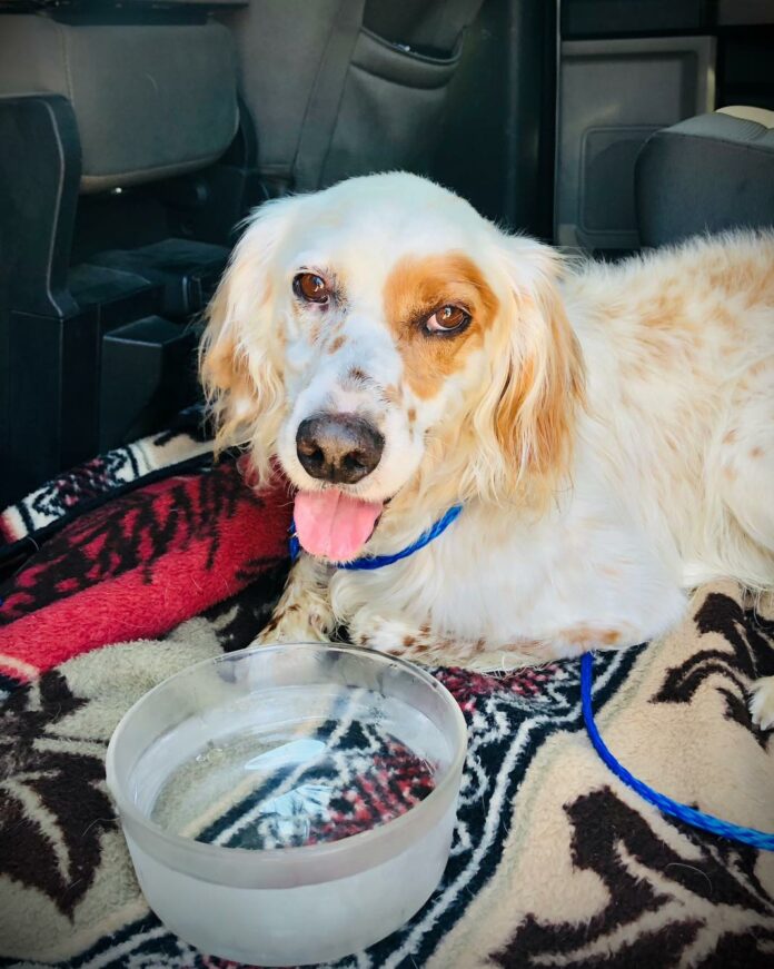 Watson's freedom ride