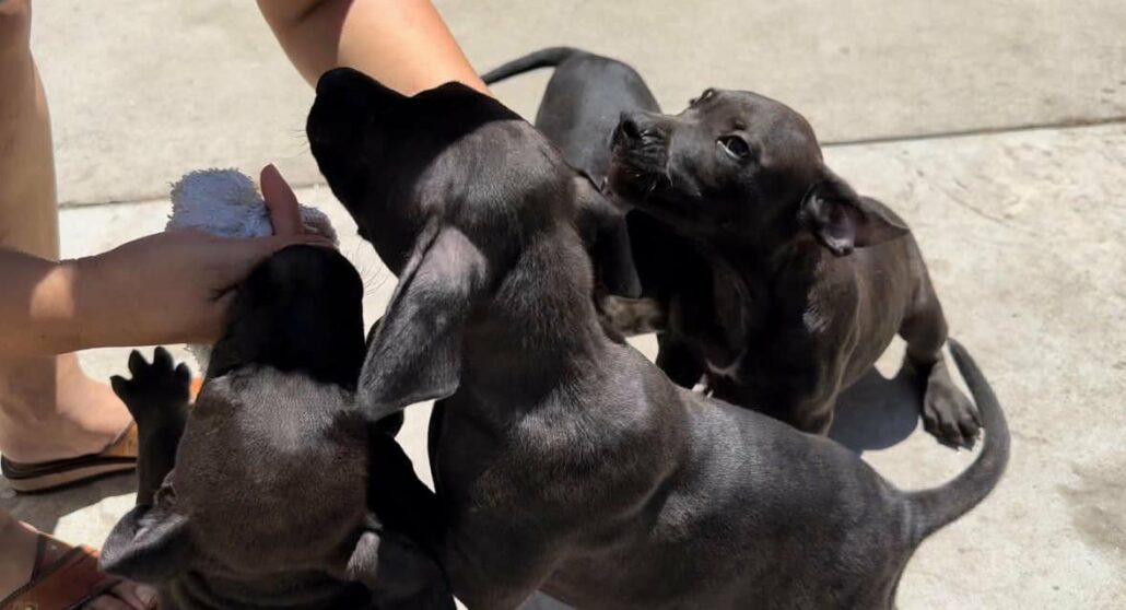 watts-puppies-1-1030x558-1