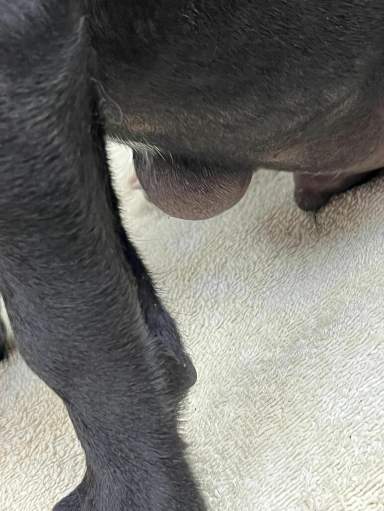 watts-puppies-3-773x1030-1