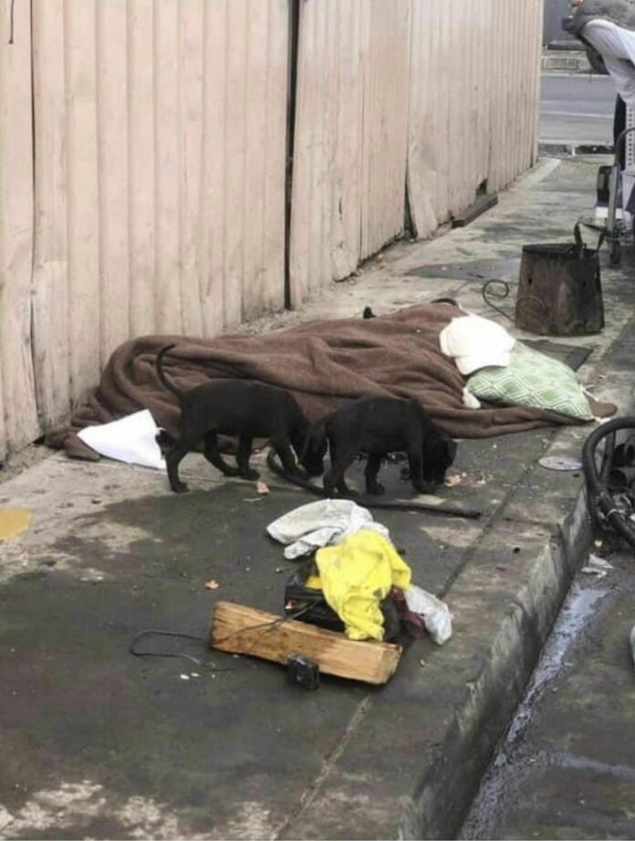 Puppies tied together with tight band and left in gutter at homeless camp grateful to be rescued