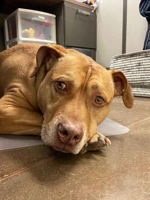 ‘Where’s Waylon?’ Rescue pup had been in shelter 600 days but wishes do come true