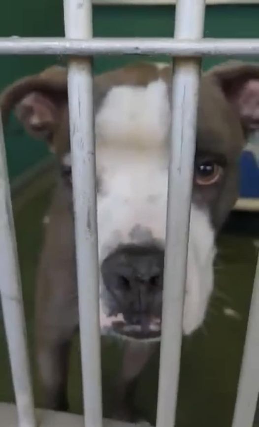 Dog’s owner didn’t want him anymore and now he’s about to be euth’ed: Extended one more day