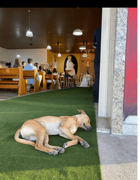 wedding-dog-1
