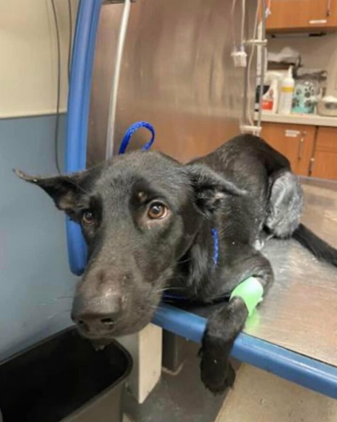 Young shepherd abandoned in Miami parking lot to die