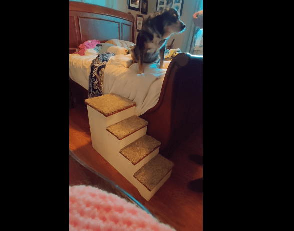 Aged pup no longer able to jump on the bed learns how to use stairs in heart melting video