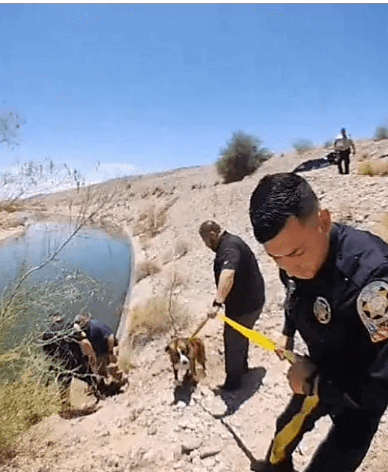 Arizona woman holds onto tree with her dog in canal for 18 hours until rescued