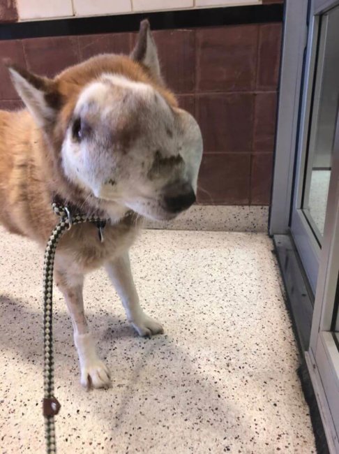 Update on special needs husky with massive growth on her face