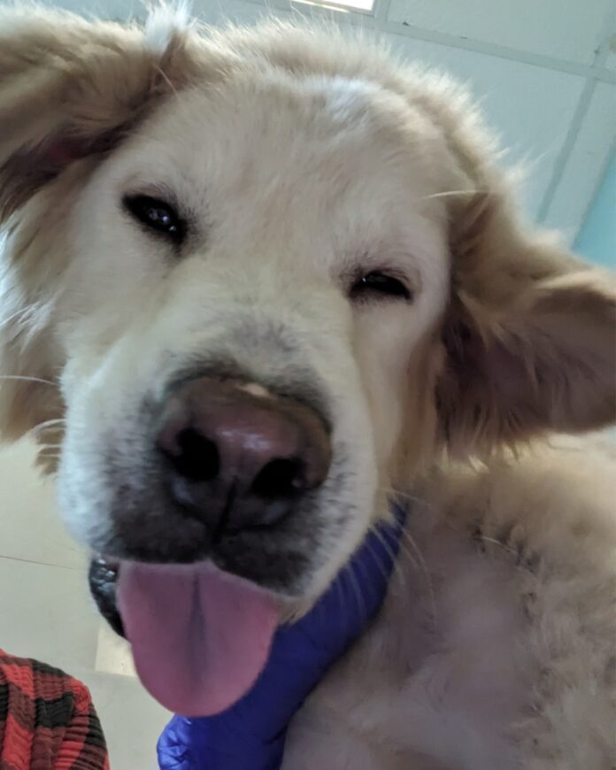 Stray pup with painful knotted rope embedded in his neck for a year and scared of human touch finds his ‘furever’ dream home