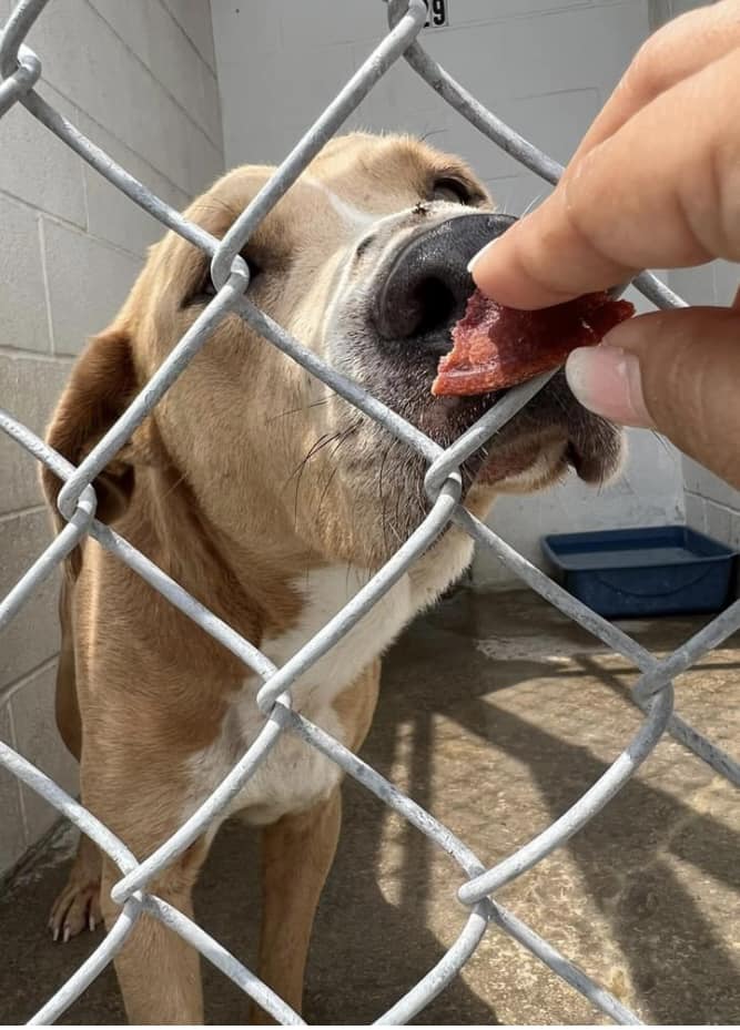 One last plea for help and one last treat for sweetest dog whose life will end soon