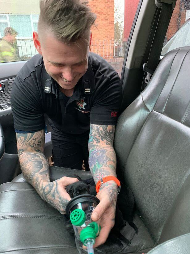 Firefighters rescued four Lab puppies from burning shed after reviving them with oxygen masks