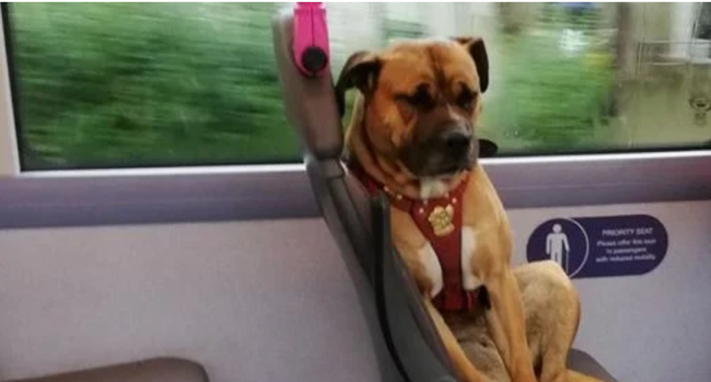 Heartbreaking photo of lost dog on bus with nowhere to go