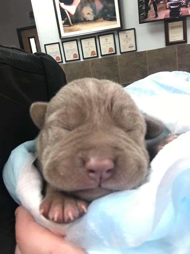 Puppy born in barn just days ago has a hard start at life: Rescuers working to make it all better
