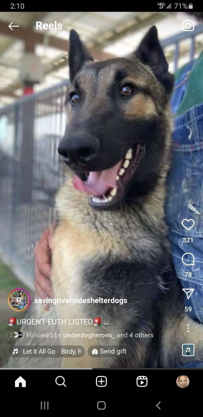 Shelter’s handsome shepherd’s adoption promise broken