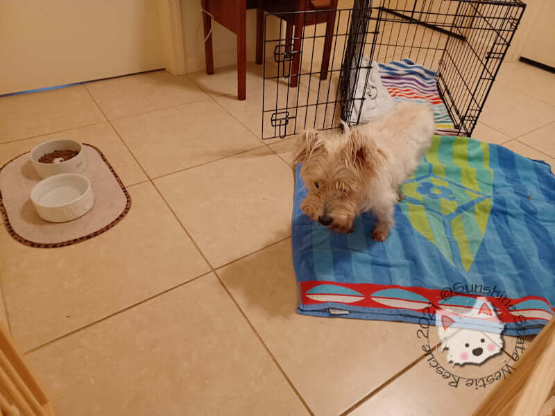 westie-rescue-1