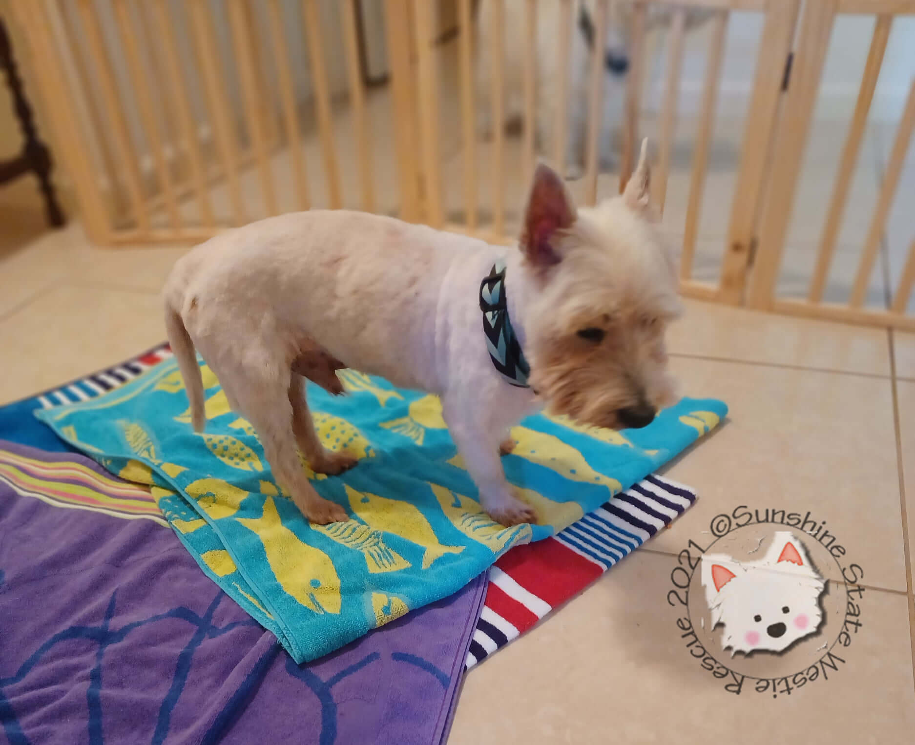 Westie rescue 2