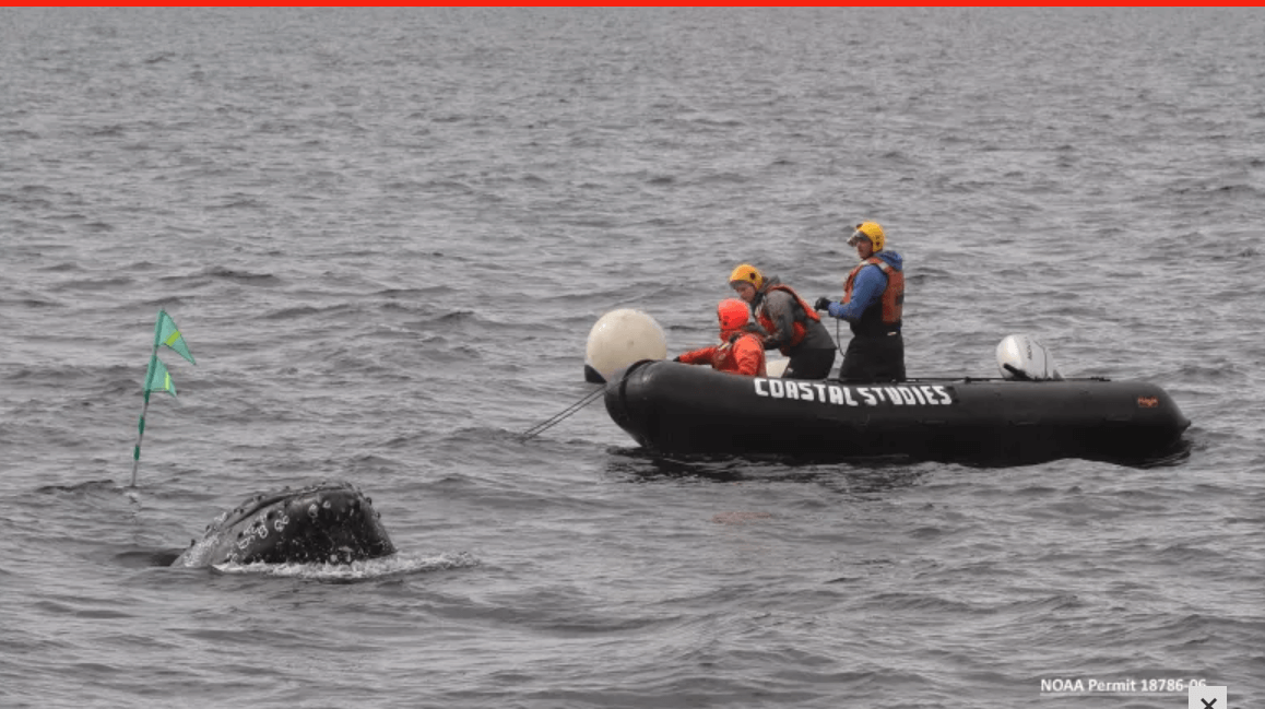 Young humpback whale rescued after becoming entangled in hundreds of feet of fishing rope