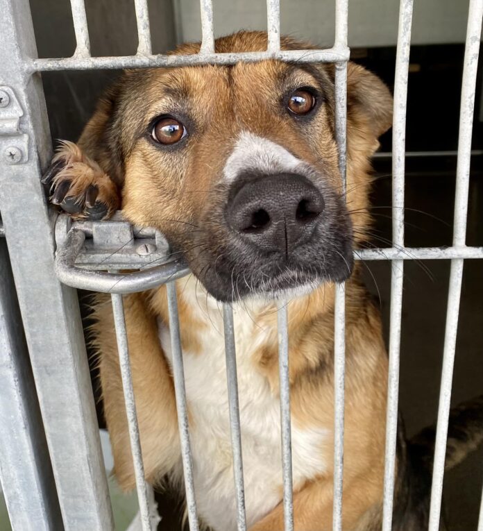 Lonely mother dog pines away at shelter after her 2 puppies adopted
