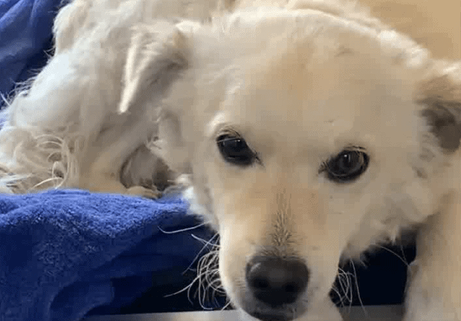 Gorgeous white pup arrived at shelter as a stray and is so frightened he just shakes