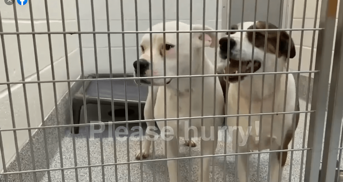 White Fang and his bonded pal Kuca have run out of time at Texas shelter: Owners had no time and neither does anyone else