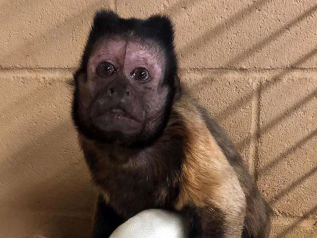 Father monkey died trying to protect his baby at Kansas zoo