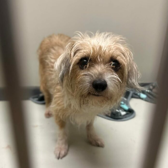 Wichita Animal Shelter