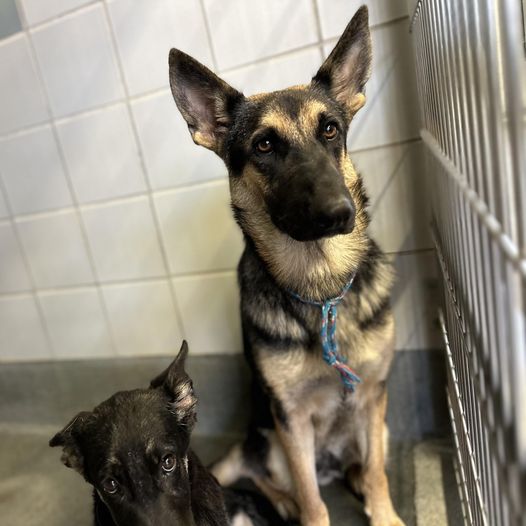 Young German shepherd: Energy and patience needing out of overcrowded Texas shelter