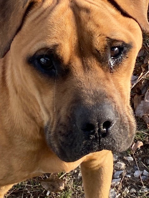 Abandoned dog’s tears touched lots of hearts