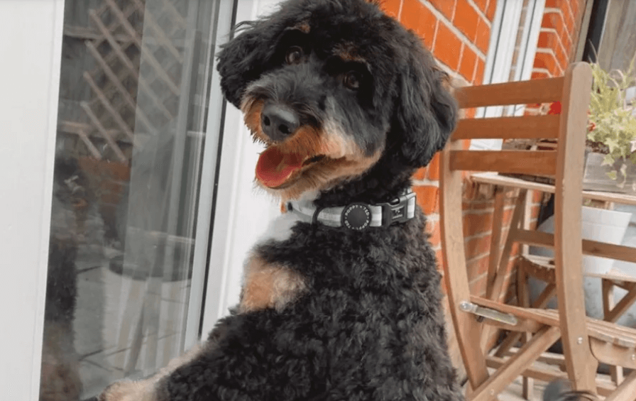 Woman who rescued puppy tossed out of moving car turns out to be a hero saving owner’s sanity