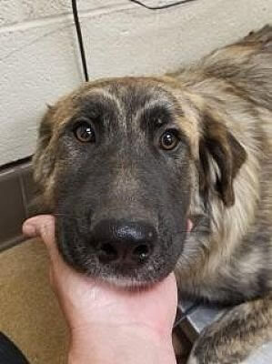 Puppy at over capacity shelter has no interest and will soon be euth’ed