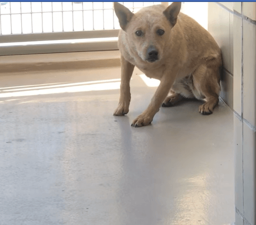 Young Australian cattle dog sits in back of kennel and shakes