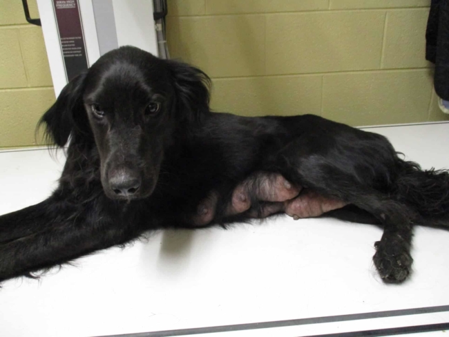 Senseless shooting of sweet mother dog nursing her puppies