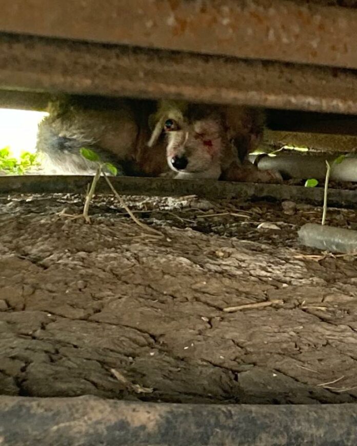 Six-week-old puppy hid under house after being attacked by a stray dog in Texas dumping grounds